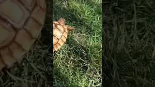 Big sulcata ❤️youtubeshorts turtlelover [upl. by Giffer]