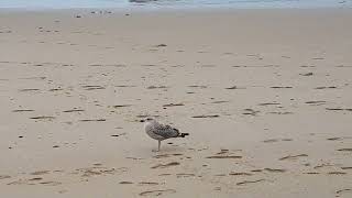 Welsh gull singing at the beach [upl. by Georglana]