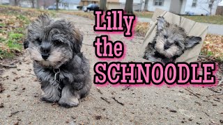 SCHNOODLE puppy [upl. by Stephens44]