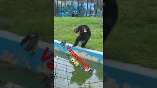 🦍😱😱vanmanush🤣🤣 Mastikarte huechidiyakhanaKolkata🦍  video😱 [upl. by Gunilla]