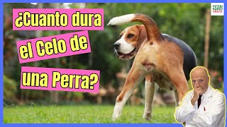 💝 ¿CUANTO DURA EL CELO DE UNA PERRA 💝 [upl. by Monetta]