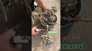 Become a Succulent Master in 30 Days with These Simple Tricks [upl. by Thissa]