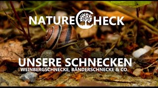 Deutschlands Schnecken  Weinbergschnecke Bänderschnecke und Co [upl. by Marelda]