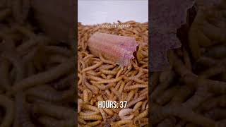 10 000 Mealworms vs Rhubarb [upl. by Yaya430]