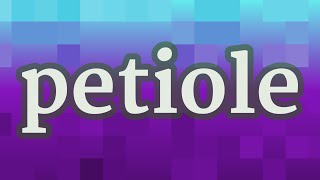 PETIOLE pronunciation • How to pronounce PETIOLE [upl. by Prussian]