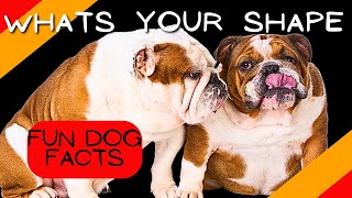 whats your shape Understanding Dog Head Shapes and Why It Matters [upl. by Luanne]