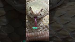 La SERPIENTE DE CASCABEL en 1 MINUTO 🐍 SHORTS [upl. by Estell]