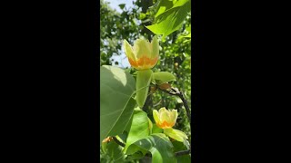 Up in a tulip tree [upl. by Elocel]