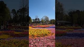 Floriade 2024 Canberra shrots youtubeshorts travel [upl. by Edurtreg]