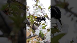 Honeyeater Bird Drinking Nectar Wincent oHsNX bird nature wildlife [upl. by Tombaugh875]