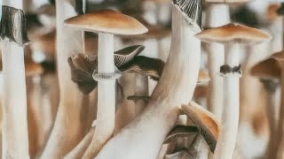 The Therapeutic Potential of Psilocybin [upl. by Noxaj]