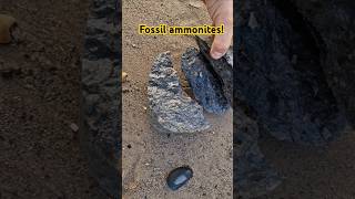 Finding ammonite fossils on the holderness coast fossilhunting with fossiliferous [upl. by Cayla197]