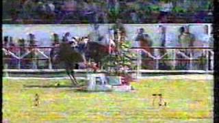 Katastrophales beim olympischen Springreiten  Showjumping fail at Olympic Games [upl. by Adnilav20]