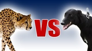 Cheetah vs Greyhound  Worlds Fastest Dog In Super Slow Motion  Slo Mo 29  Earth Unplugged [upl. by Drawoh827]