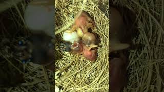 Gouldian Finch Nest Hungry Gouldian Chicks birds birdslover finch birdsounds nature aviary [upl. by Gonnella]