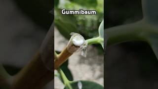 Gummi Baum Ficus elastica Stecklinge schneiden Gummibaum [upl. by Dominus944]