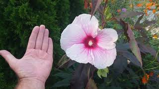 89 Hibiskus bylinowy bagienny oraz hibiskus ogrodowy  wszystko o uprawie 😁 [upl. by Oona]