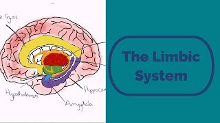 The Limbic System [upl. by Araiet]