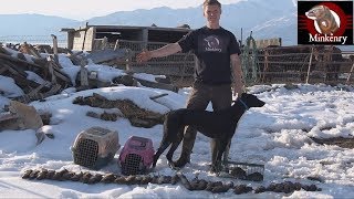 43 Rats Caught By Mink and Dog [upl. by Nairred257]