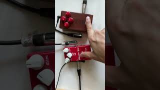 MI CRUNCH BOX vs ANGRY CHARLIE V2 distortion pedal comparison demo w Tele shorts [upl. by Annet524]