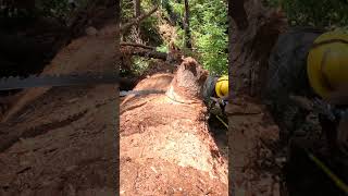 Cross Cut Saw Trail Work Diaries from a greenhorn sawyer Boy Scout Tree the Nob Cut [upl. by Kwabena989]