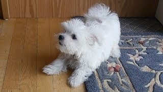 Cute little Maltese puppy dog barking and chewing on rug funny videos things puppies bark animals [upl. by Camile]