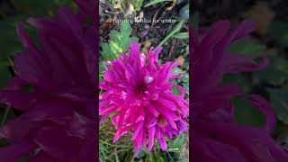 Labeling dahlias in preparation for winter overwinteringdahlias dahlias [upl. by Susette]