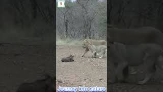 Lion Digs Out Warthogs A Thrilling Hunt at the Den [upl. by Eilasor476]