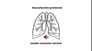 Ruidos respiratorios  Murmullo vesicular [upl. by Eural137]