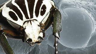 Ultimate Fighting Champion The Goliath Beetle  Earth Unplugged [upl. by Sydel]