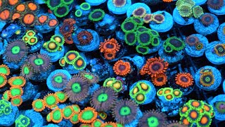 Zoanthid Identification  35 Different Types  CloseUp 4k Ultra HD [upl. by Arella]