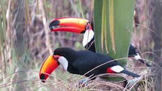 Toco Toucans feeding each other Ramphastos toco [upl. by Vin]