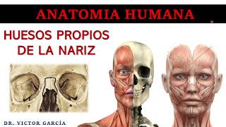 Huesos Propios de la Nariz  Anatomía Humana en Odontología [upl. by Reinertson]