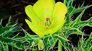 Argemone mexicana LinnMedicinal weed SatyanashiMexican poppy Mexican prickly poppy bilai बिलाई [upl. by Bernadene539]