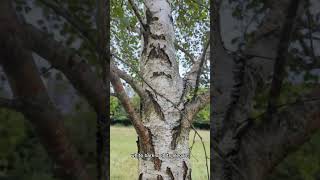 What Tree Is this Episode 2 Silver Birch Betula Pendula tree nature birch [upl. by Mazel]