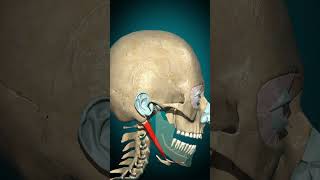 Digastric muscle action Mandible depression anatomy humanbiology muscle learnbiology [upl. by Nirb]