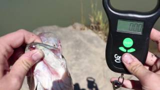 How To Weigh Fish Using The ConnectScale [upl. by Ecnaret]