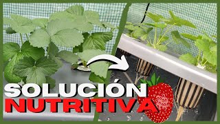 FRESAS HIDROPONICAS 🍓 Cambio de SOLUCIÓN NUTRITIVA 💧 3 [upl. by Cychosz]