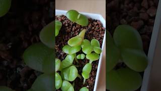 Плейоспилос 15 месяца pleiospilos суккуленты lithops [upl. by Leahkim]