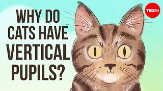 Why do cats have vertical pupils  Emma Bryce [upl. by Gelasius359]