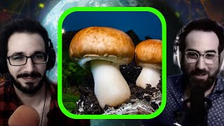 Mycelium Fungus  What Can We Learn from It [upl. by Allemat873]