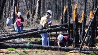 2013 Arbor Day Awards—Excellence in Partnership Award The Lost Pines Forest Recovery Campaign [upl. by Ahseuqal378]