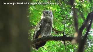 Verreauxs eagle owl Largest African Owl [upl. by Indys902]