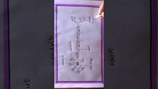 how to draw neuron or nerve cell shortsvideo shortsviral howtodraw art [upl. by Duntson]