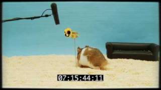 Bigbys Clever Hamster Audition [upl. by Ricca]