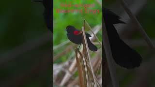 Redwinged Blackbird Sings [upl. by Alliuqaj]