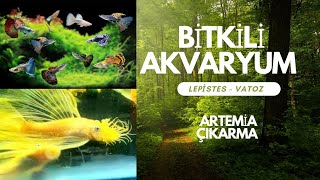 BİTKİLİ AKVARYUM VLOG  LEPİSTES L144 VATOZ ARTEMİA lepistes vatoz akvaryum [upl. by Esnohpla864]