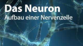 Das Neuron  Aufbau einer Nervenzelle [upl. by Sharlene]