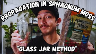 How to Propagate your plants in Sphagnum Moss using a GLASS JAR [upl. by Felder]