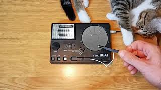 Stylophone Beat attacked 😺 [upl. by Milson]